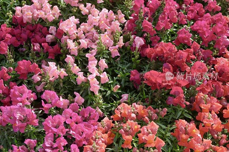 奶油色，橙色，红色，粉红色的蔷薇花，一年生床上开花的金鱼草/狗花在阳光灿烂的夏天的边界